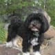 A Havanese dog.