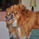 Even several Pomeranians do not take up much space.