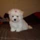 A tiny, fluffy, Maltese puppy.