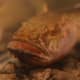 Don't let the teeth fool you—these fish are not aggressive.