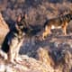 Two German Shepherds; a female on the left, and a male on the right.