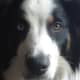 A heterochromatic English Shepherd, a rare trait.