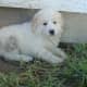 A Great Pyrenees puppy.