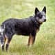 An Australian Cattle Dog showing a &quot;blue&quot; coat.  This dog might be called a &quot;Blue Heeler&quot;.
