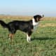A tricolor English Shepherd.