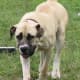 The Boerboel is large and loyal to his family.