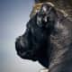 A Cane Corso in profile.