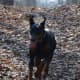 Dobermans are the most loyal of all the dog breeds.