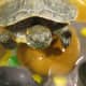 Turtles need more than a fish bowl and food pellets to be healthy.