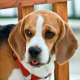 Beagles may develop ear infections because of their anatomy.