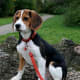 Beagles that are kept in good shape are one of the healthiest dog breeds.