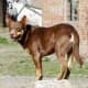 Kelpies are another healthy herding breed from Australia. 