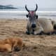 Pariah dogs live in extreme conditions but are usually healthy.