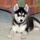 Some urban Siberian Huskies have health problems,but very few.