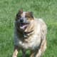 Australian Cattle Dogs are healthy and usually have a healthy lifestyle.
