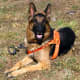 German Shepherd Dogs often have jobs that require them to be faithful AND loyal.