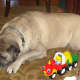 An older, and very calm, English Mastiff.