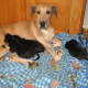 Even with megaesophagus, Kayla put on weight and cared for her Great Dane puppies.