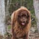 Some Newfoundlands, like this dog, weigh over 200 pounds.