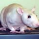 top-10-reasons-to-have-rats-as-a-pet