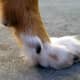 why-do-dogs-have-dew-claws-dew-claws-and-the-active-canine-competitor