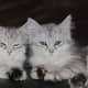 life-with-siberian-cats