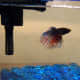 setting-up-a-freshwater-aquarium-a-guide-for-beginners