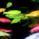 GloFish (zebra danios)