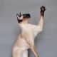 Siamese
