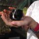 guinea-pigs-photos-and-babies