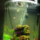 Two fully grown goo tetras in a thirty gallon aquarium.