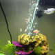 Larger tetras can be housed with different species of gourami