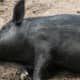 Our pigs are very peaceful and love a snooze in the sun. It is funny to watch as we brush them ... they melt and lie down on the ground. :)