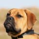 Fawn Bullmastiffs with dark muzzles are popular.