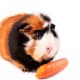 A tortoiseshell and white Abyssinian guinea pig.