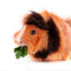 This Abyssinian guinea pig has an interesting &quot;lion&quot; look, due to its dark brown, fluffy mane.