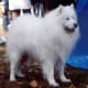 Samoyed (ancestor of the Pembroke)