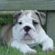 If you do decide on an English Bulldog, be sure to keep the folds on the face clean.