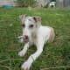 A Whippet puppy can be calm, even outside.