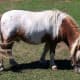 Miniature horses have become a controversial breed in recent years.