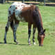 The Appaloosa, as previously mentioned, is associated with the Knabstrupper. 