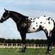 Appaloosa