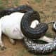 African Rock Python approx. 15ft constricting female domestic goat.