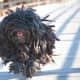 A Puli with correctly groomed cords is great to see when on the run.