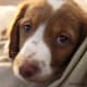 The Brittany Spaniel.