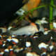 Adlofo's Cory