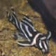 Zebra Pleco