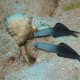 A pair of teal gobies.