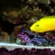 Wrasse also come in bright yellow, among many other colors.