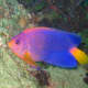 This gorgeous angelfish ranges from pink to orange to blue, with just a touch of yellow.